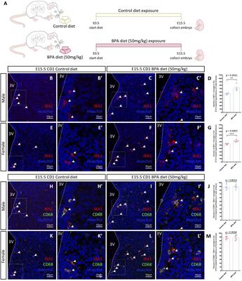 Gestational Bisphenol A Exposure Impacts Embryonic Hypothalamic Microglia Numbers, Ramification, and Phagocytic Cups